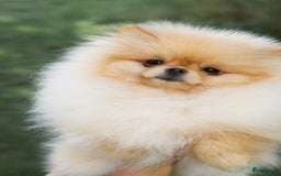 Pomeriaan honden te koop: Pomeranian❤️ - Afbeelding 1