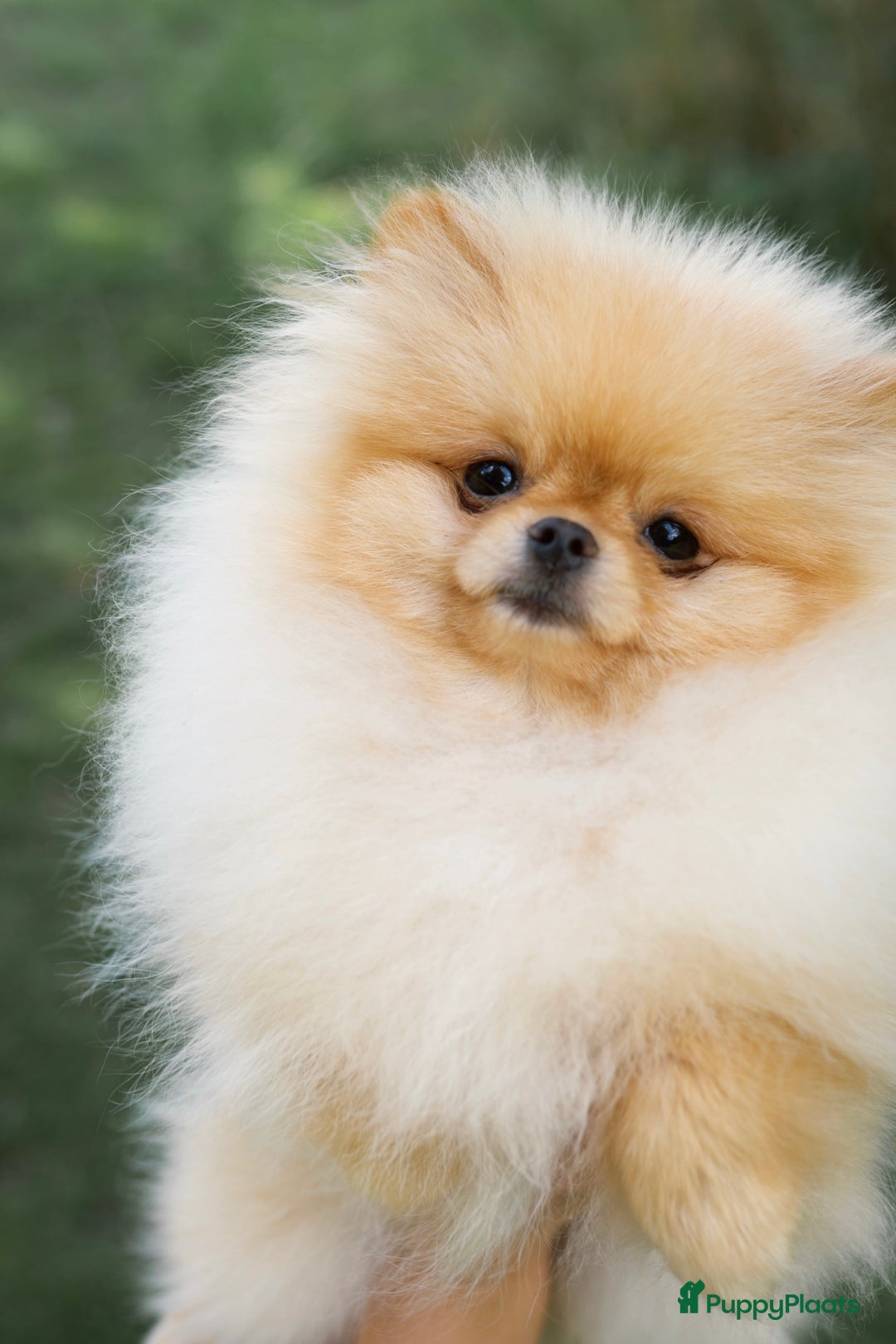 Pomeriaan honden te koop: Pomeranian❤️ - Afbeelding 1
