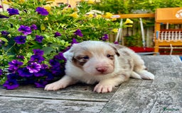 Australian Shepherd honden te koop: Mooie Australian shepherd pups in Bunschoten-Spakenburg - Afbeelding 11