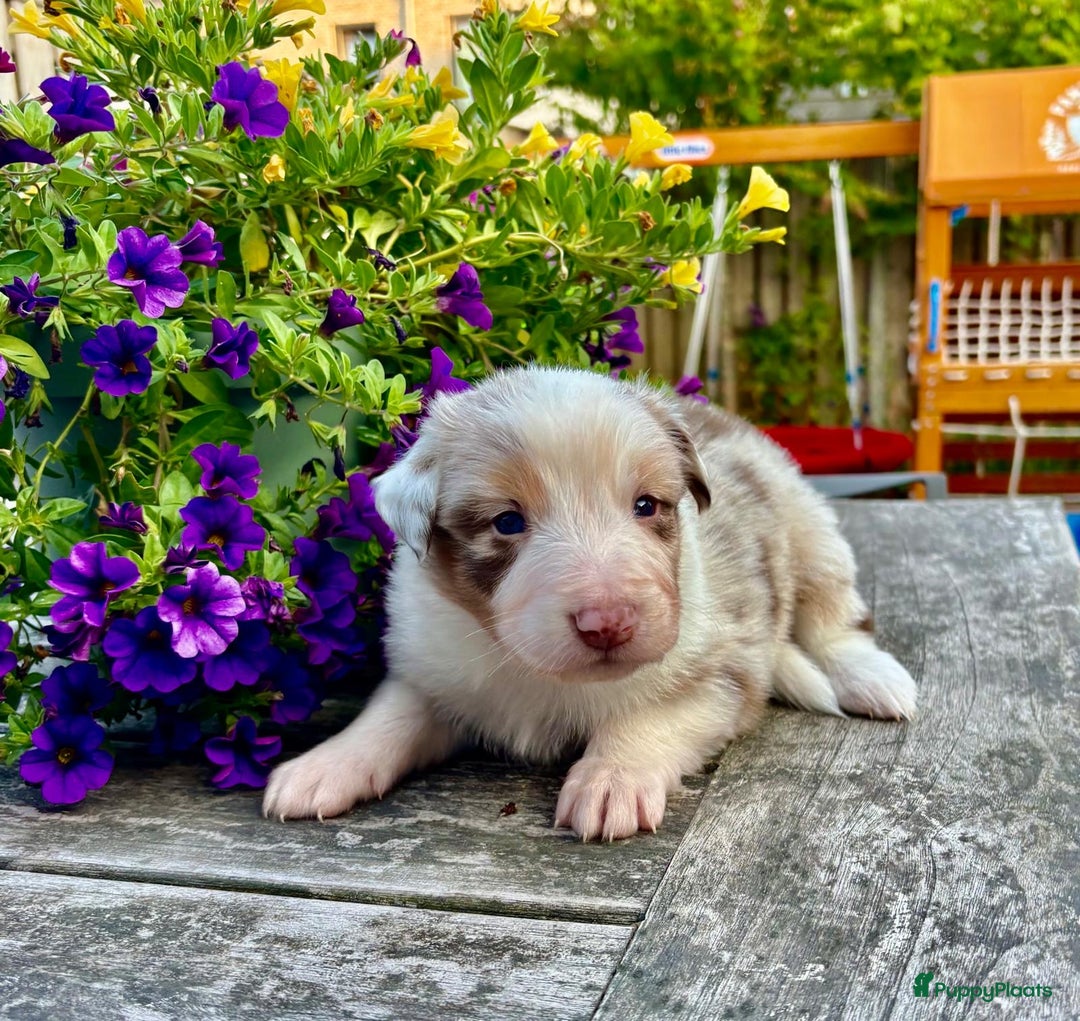 Australian Shepherd honden te koop: Mooie Australian shepherd pups in Bunschoten-Spakenburg - Afbeelding 11