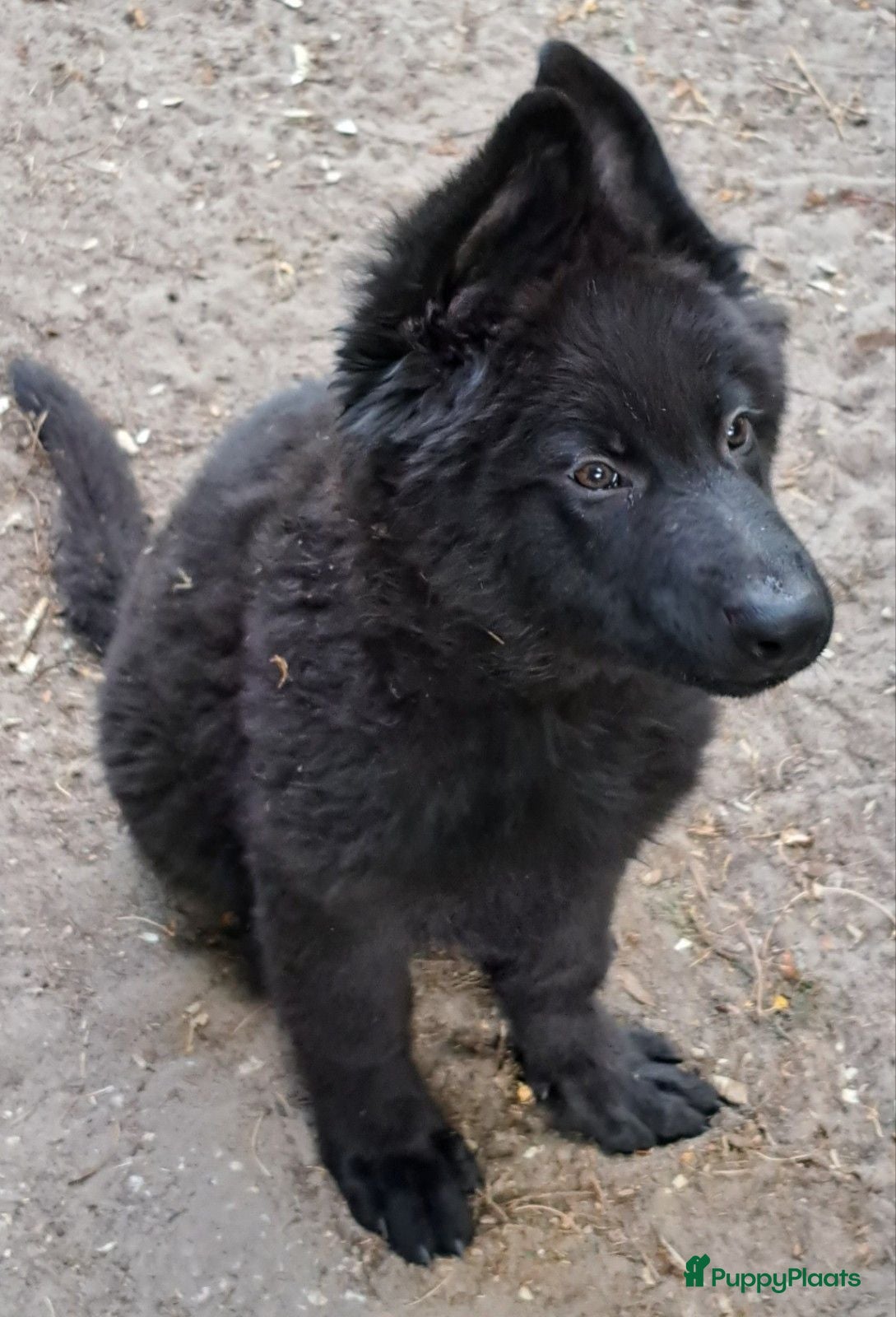Duitse Herder honden Langstokhaar Duitse Herder puppies zw.en zw/br  - Advertentie 2
