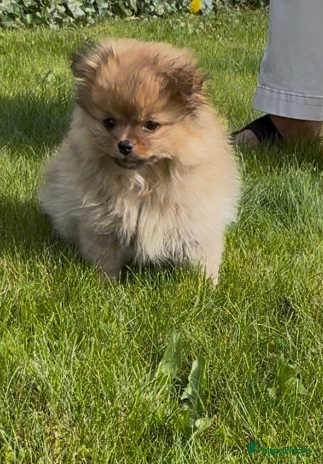 Kruising honden Kees/pomeriaan pups - Advertentie 1