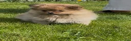 Kruising honden te koop: Kees/pomeriaan pups - Advertentie 1