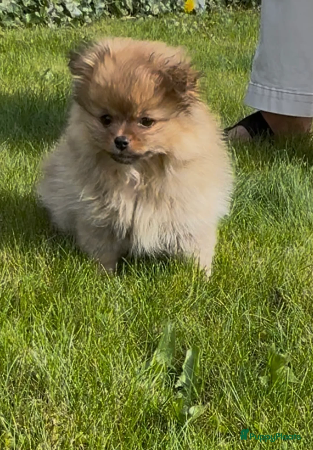 Kruising honden te koop: Kees/pomeriaan pups - Advertentie 1