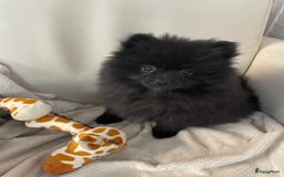 Pomeriaan honden te koop:  2 Prachtige pomeriaan/dwergkees pups. in Enkhuizen - Afbeelding 17