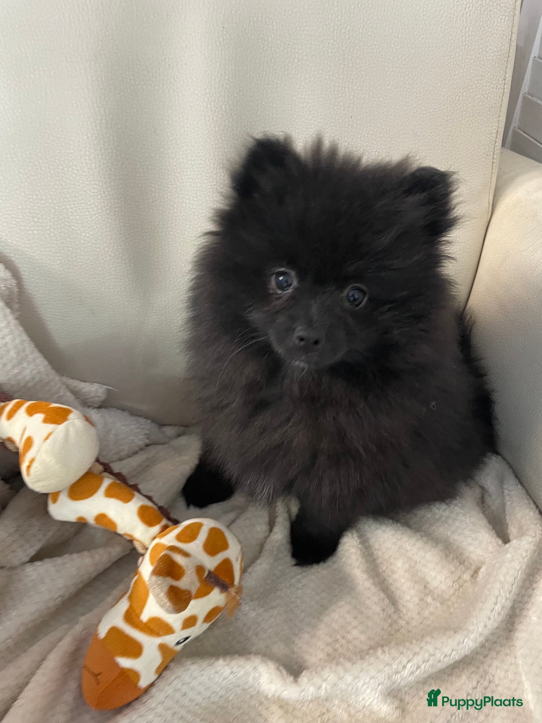 Pomeriaan honden te koop:  2 Prachtige pomeriaan/dwergkees pups. in Enkhuizen - Afbeelding 17