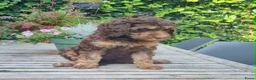 Australian Labradoodle honden te koop: Australian Labradoodle pups - Advertentie 4