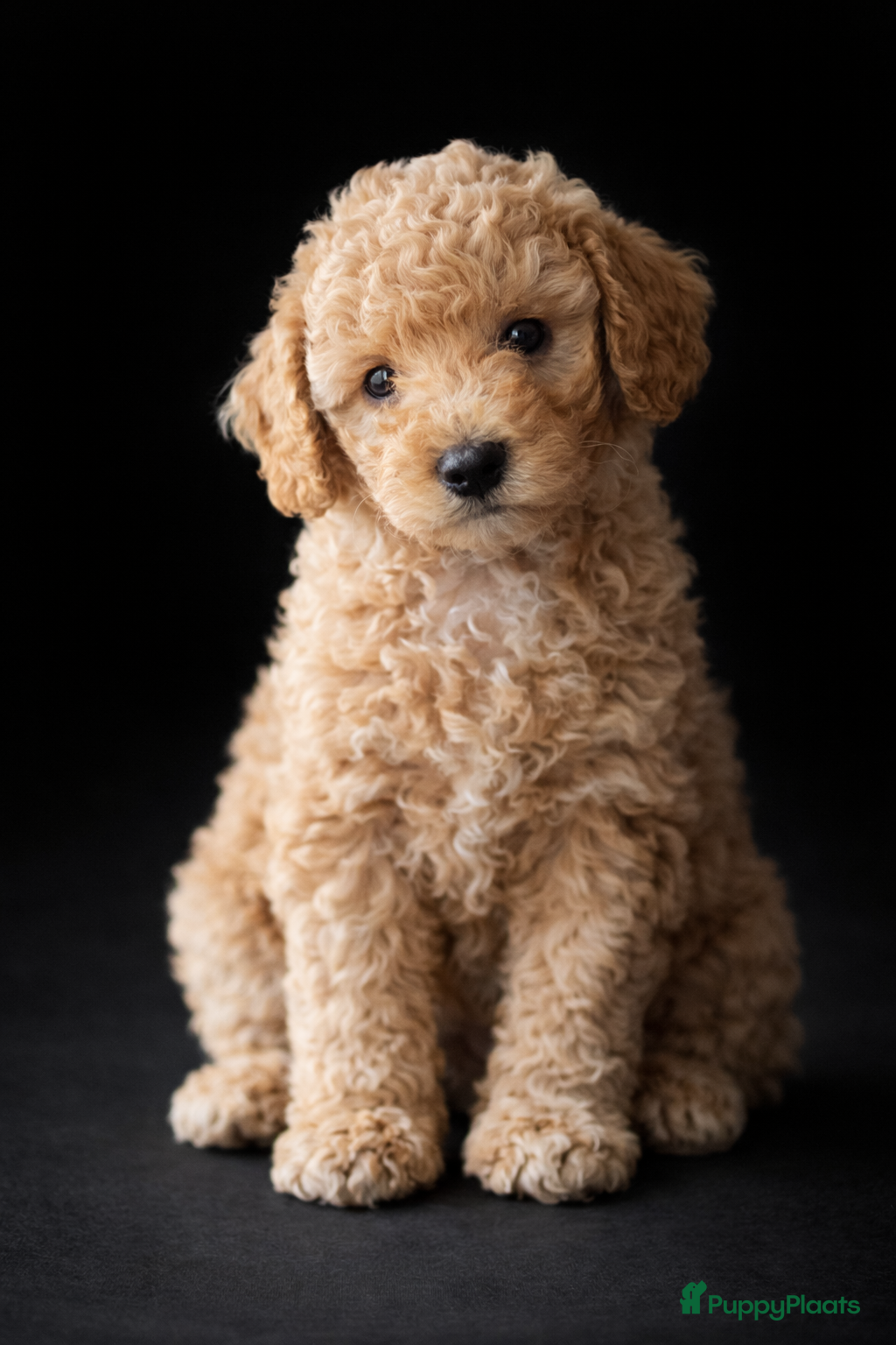 Poedel Toy honden Prachtige, gezonde, sociale toypoedel pups ️ - Advertentie 1