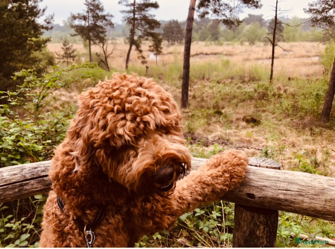 Labradoodle honden ter dekking: KNAPPE HALF AUSTRALIAN LABRADOODLE DEKREU PUK in Breda - Advertentie 12