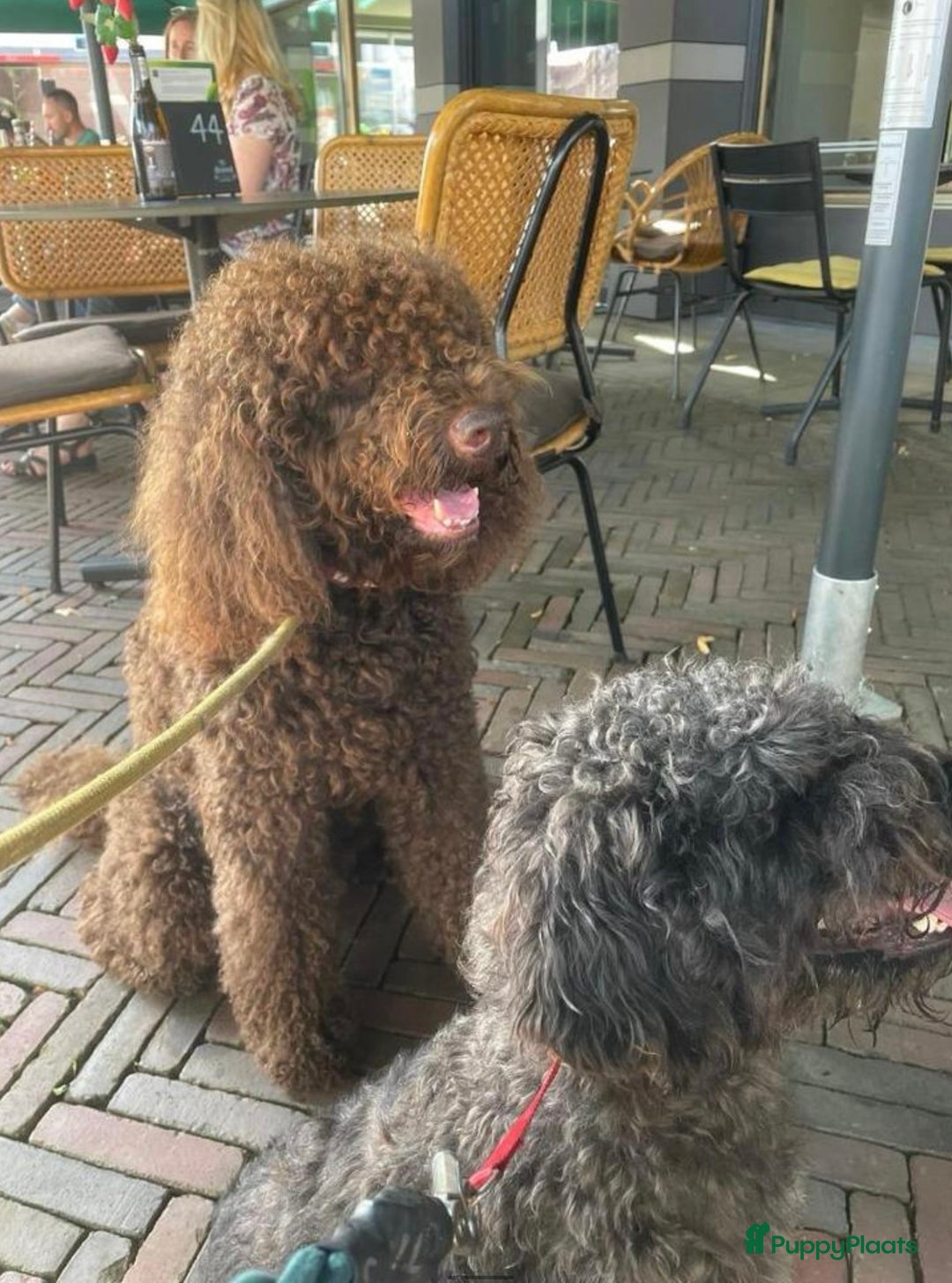 Kruising honden te koop: nestje kruising Waterhond, labradoedel look-a-like - Afbeelding 8
