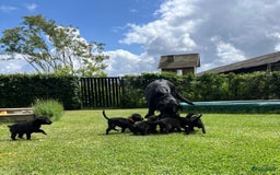 Labrador Retriever honden te koop: Labrador x Pointer pups te koop - Afbeelding 7