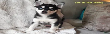Pup uit vorig nest