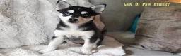 Pomsky honden te koop: Pomsky puppy’s F4+, 100% Amerikaanse bloedlijn - Advertentie 19