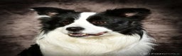 Border Collie honden ter dekking: mooie raszuivere  bordercollie in Eerbeek - Advertentie 1