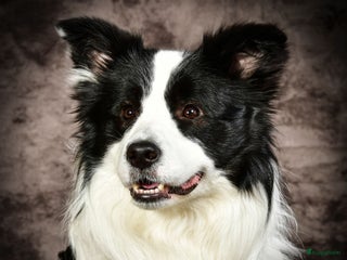 Border Collie honden mooie raszuivere bordercollie in Eerbeek - Advertentie 10