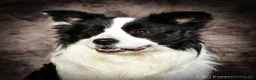 Border Collie honden ter dekking: mooie raszuivere  bordercollie in Eerbeek - Advertentie 1