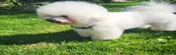 Bichon Frisé honden te koop: Prachtige Bichon Frisé met stamboom - Advertentie 10