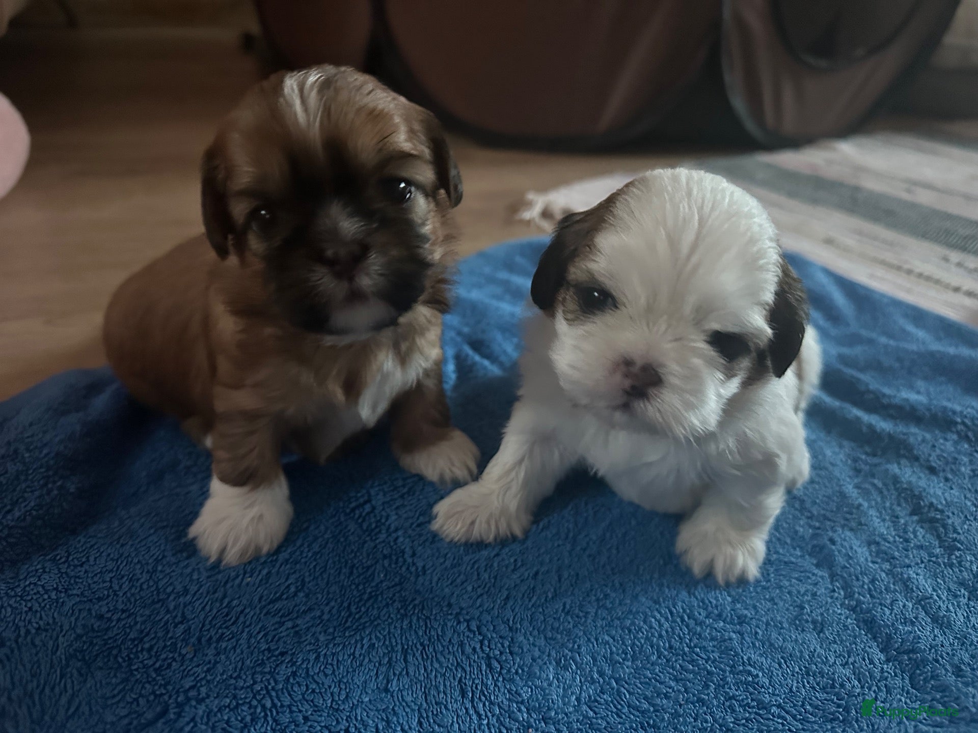 Shih Tzu honden Shih tzu pups  - Advertentie 5