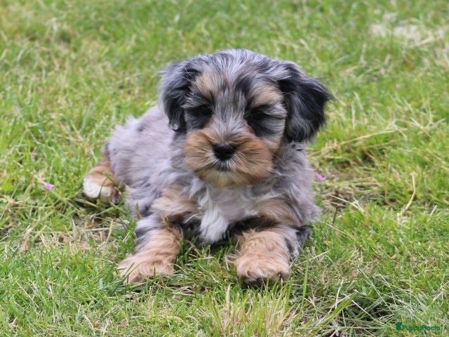 Kruising honden Knappe Boompoo pups - Advertentie 1