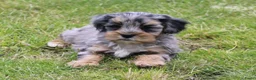 Kruising honden te koop: Knappe Boompoo pups - Advertentie 1