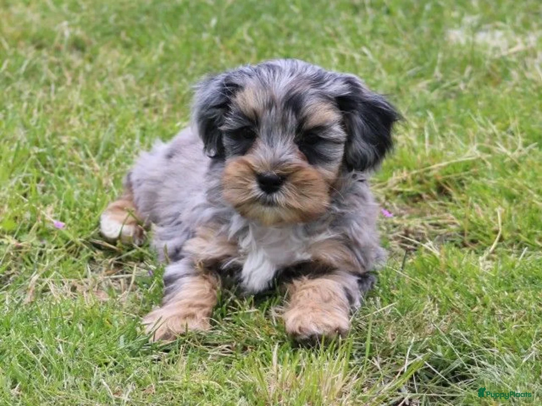 Kruising honden te koop: Knappe Boompoo pups - Advertentie 1