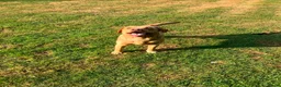 Labradoodle honden te koop: Verwacht labradoodle puppys - Advertentie 3