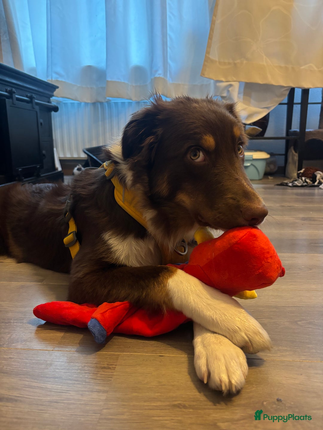 Australian Shepherd honden te koop: Australian Shepherd Bobbi - Advertentie 8