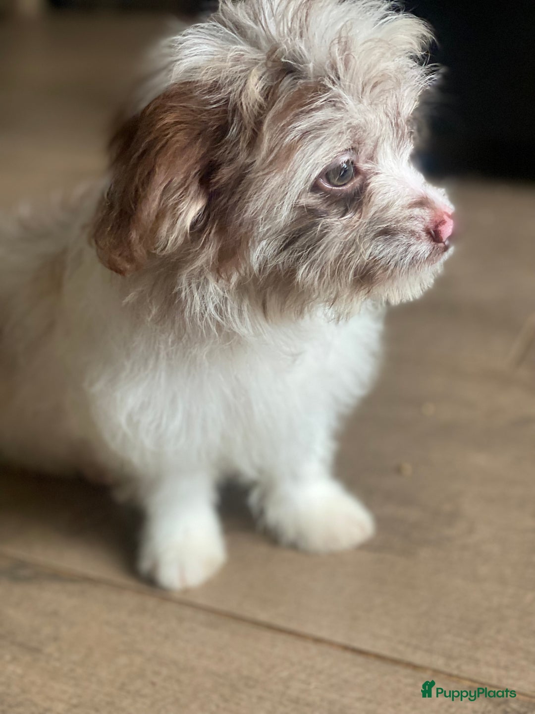 Shihpoo honden te koop: Shipoo pups bont en choco  - Afbeelding 8