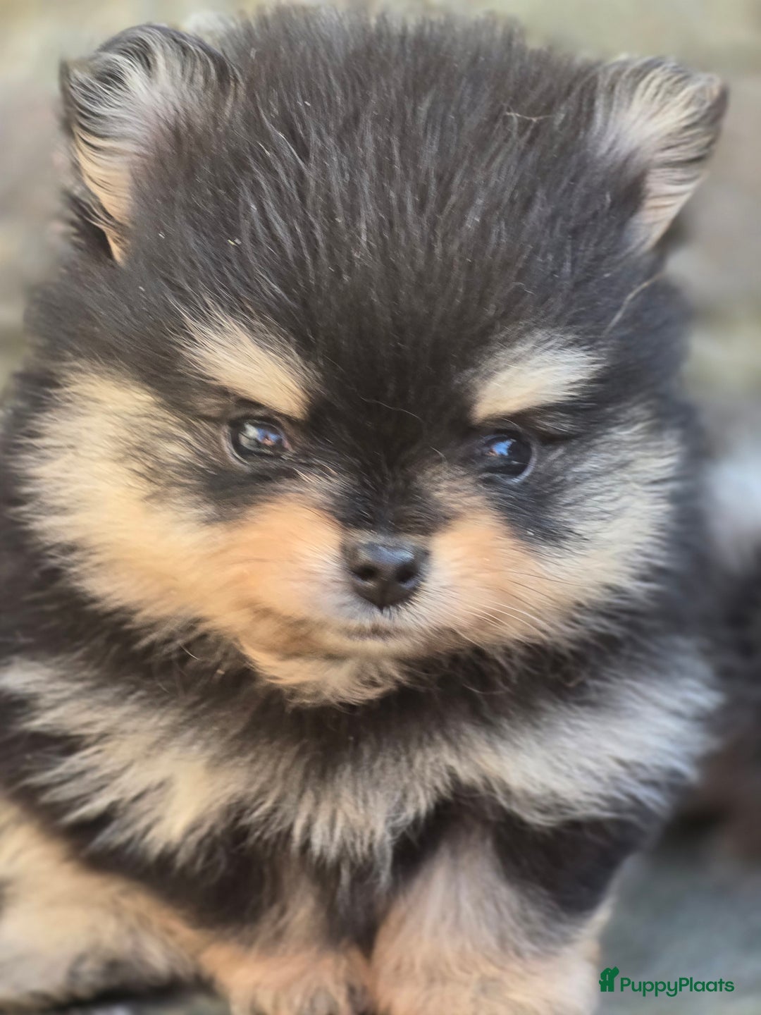 Pomeriaan honden te koop: Te koop prachtige pomeriaan pups in Veenendaal - Afbeelding 8