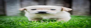 Kruising Puppy 7
