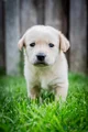 Kruising Puppy 7