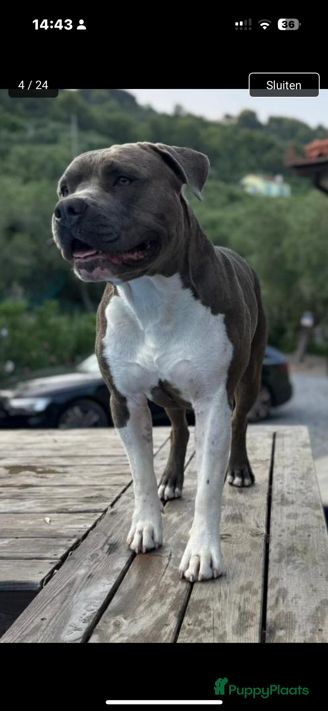 American Staffordshire Terriër honden ter dekking: Unieke Ervaren Amerikaanse Stafford bleu dekreu  in Gemert - Afbeelding 3