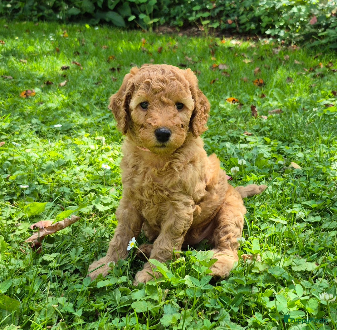 Poedel honden te koop: Middenslag poedels in Schuinesloot - Afbeelding 8