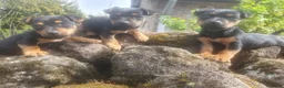 Jack Russel Terriër honden te koop: Jack Russell black en tan - Advertentie 10