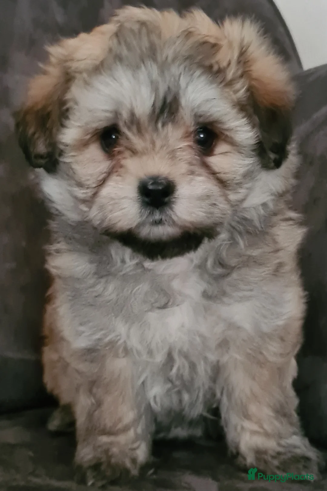 Maltipom honden te koop: Prachtig Lieve,shipom in ons gezin opgegroeid - Advertentie 10