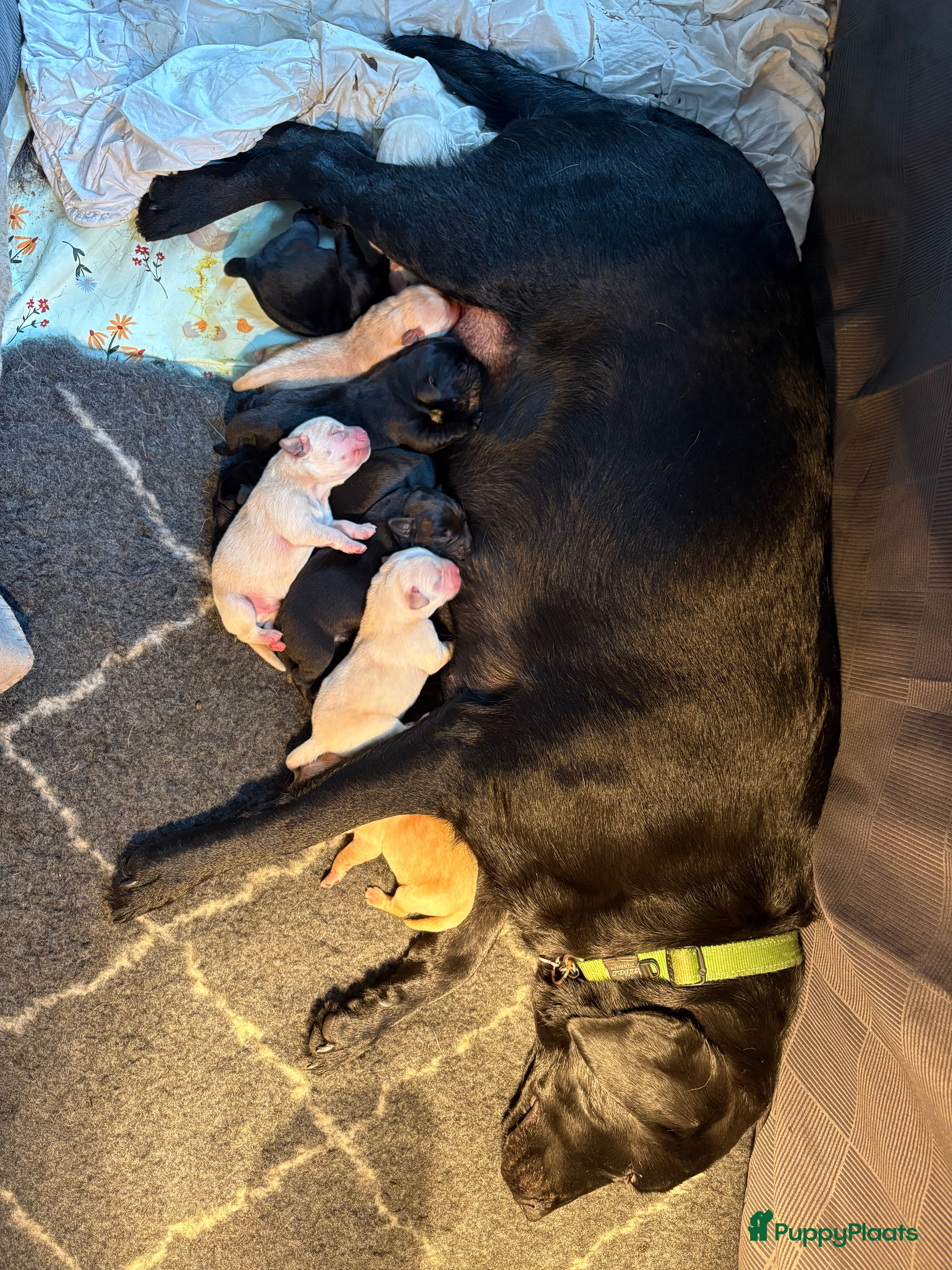 Labrador Retriever honden 🐶 9 Prachtige Labrador pups geboren op 15 feb - Advertentie 1