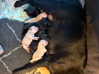 Labrador Retriever honden 🐶 9 Prachtige Labrador pups geboren op 15 feb - Advertentie 1