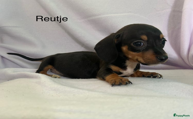 Teckel (korthaar)  honden - Advertentie 6