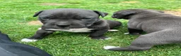 American Staffordshire Terriër honden te koop: American Staffordshire Terrier 9 gezonde pups - Advertentie 7