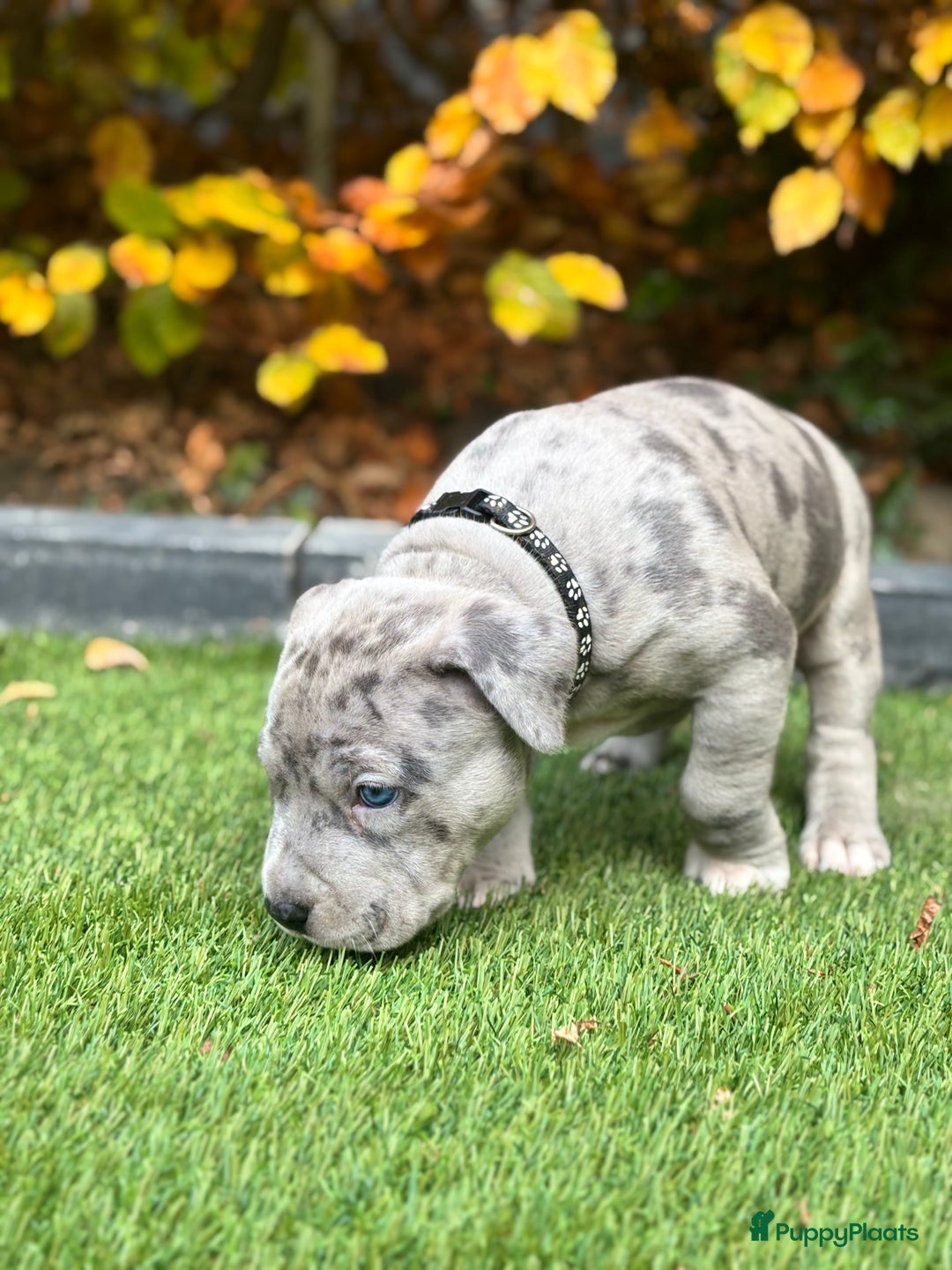 Amerikaanse Bully honden te koop: American Bully Xl pups - Advertentie 10