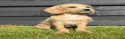Cockapoo honden te koop: Super leuke cockapoo pups te koop - Advertentie 2
