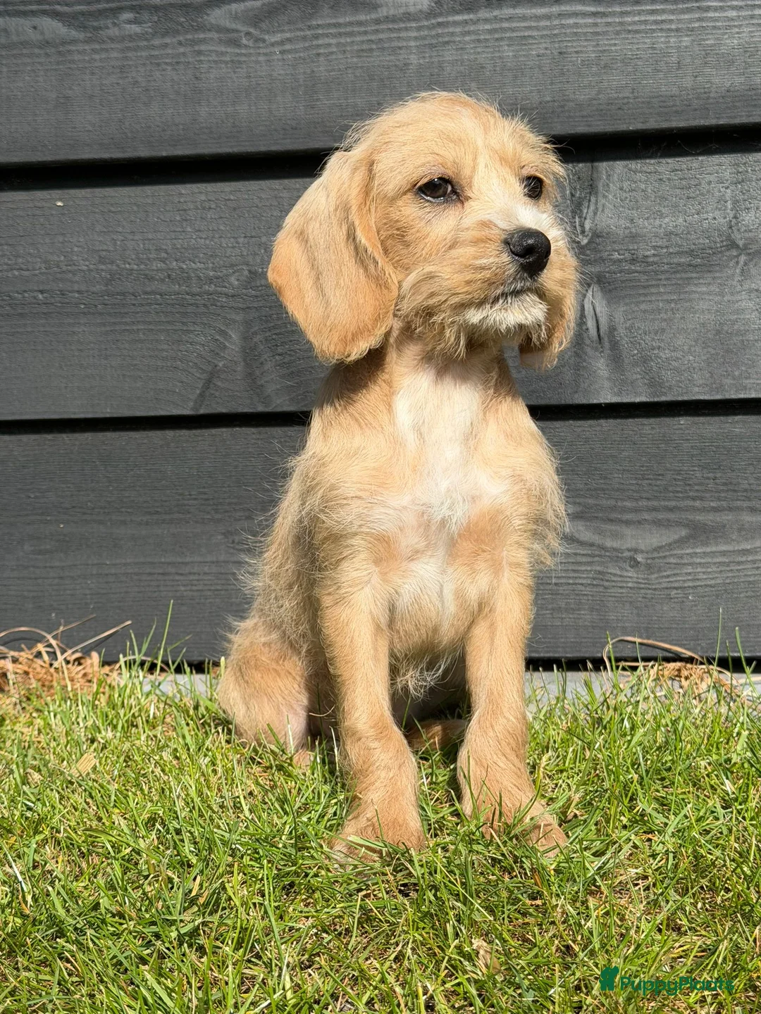 Cockapoo honden te koop: Super leuke cockapoo pups te koop - Advertentie 2