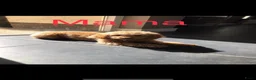 Poedel Toy honden te koop: Prachtig nestje rode/abricot toy poedels toypoedel - Advertentie 26