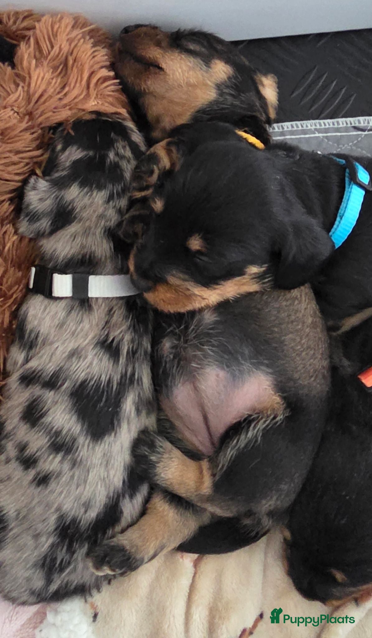 Ruwhaar Teckel honden Standaard Ruwharige Teckelpups met FCI stamboom  - Advertentie 6