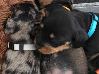 Ruwhaar Teckel honden Standaard Ruwharige Teckelpups met FCI stamboom - Advertentie 6
