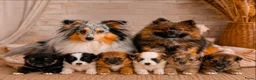 Kruising honden te koop: Eerste familiale nestje Poshie pups - Advertentie 11