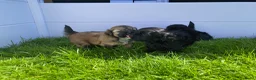 Shihpoo honden te koop: Prachtige shihpoo pups 1 reutje en 4 teefjes - Advertentie 21