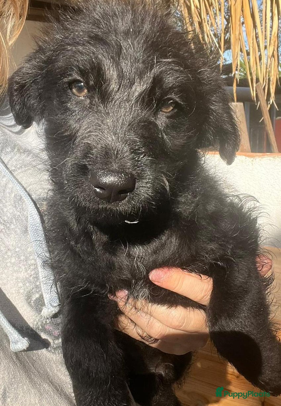 Kruising honden ter adoptie: goedele deze lieve knappe dame wacht op jouw  - Advertentie 4