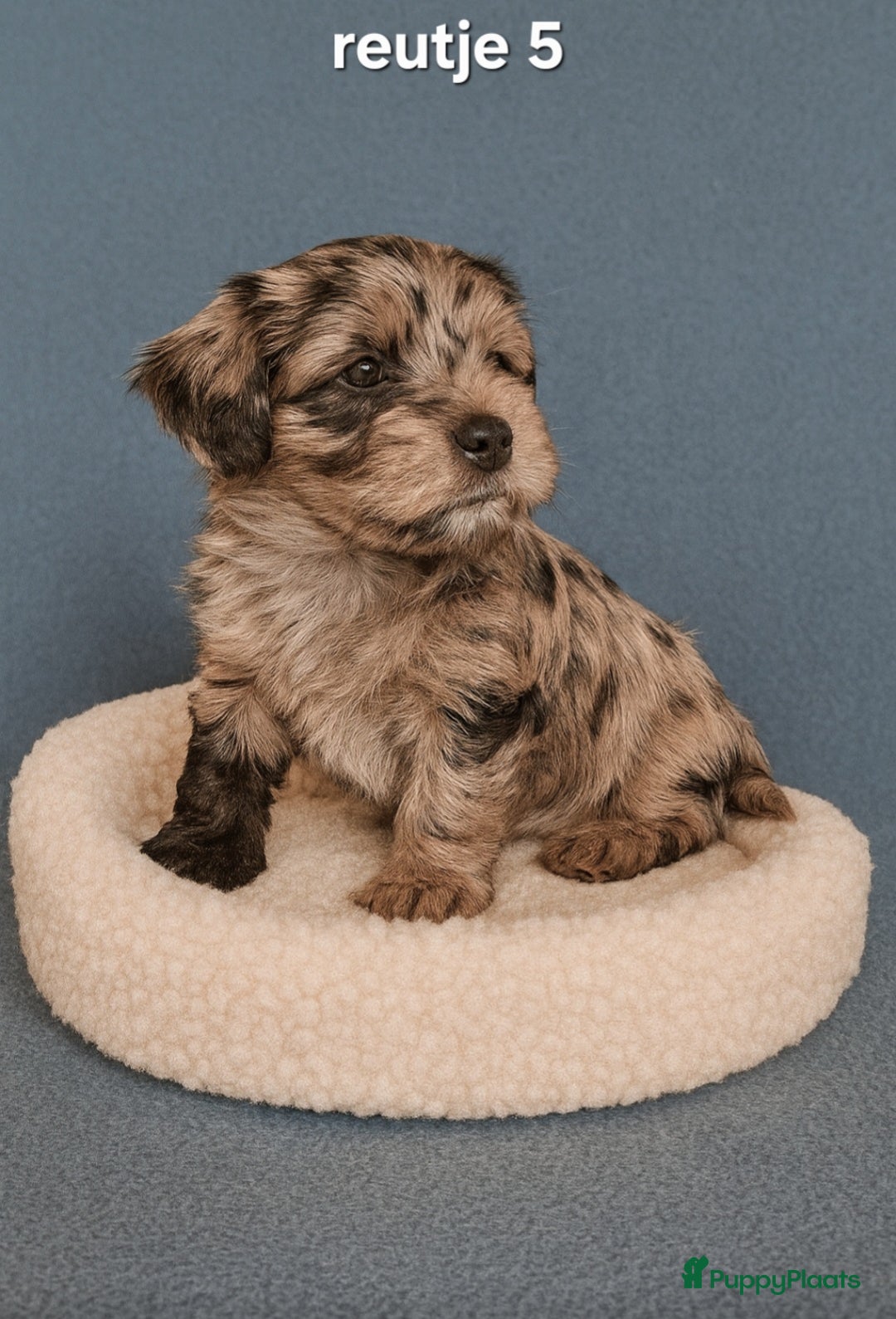 Kruising honden te koop: Mooie gezonde boomer pups.Maltezer maal Shih tzu  - Advertentie 11