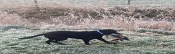 Labrador Retriever honden te koop: Fieldtrial werklijn labrador pups - Advertentie 5